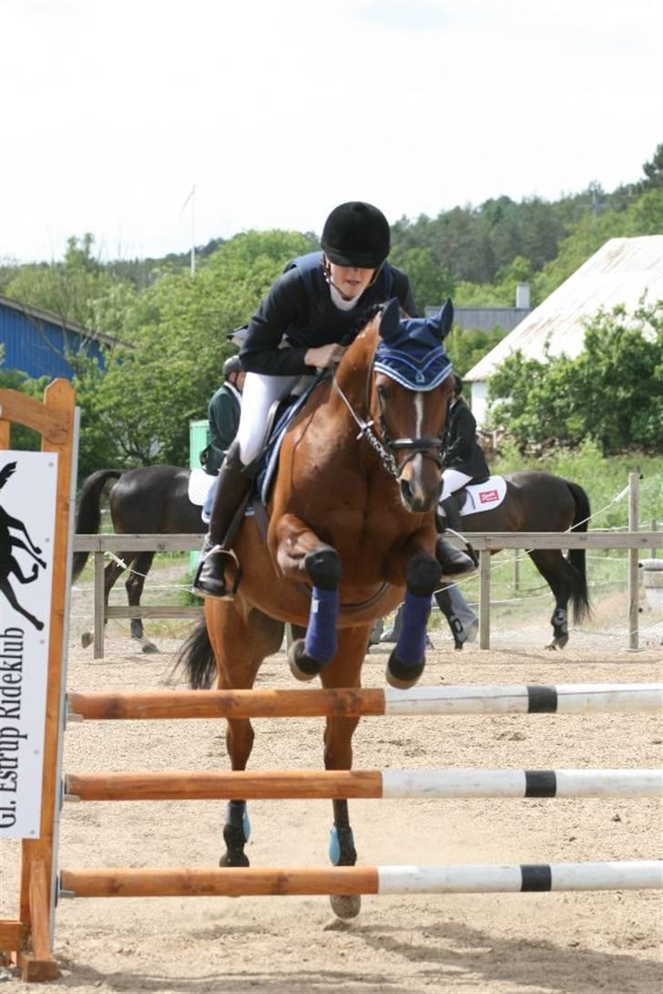 Arabisk fuldblod (OX) Ibn Sapa OX  - Mig og Sapa - gl. estrup maj 2009 billede 9