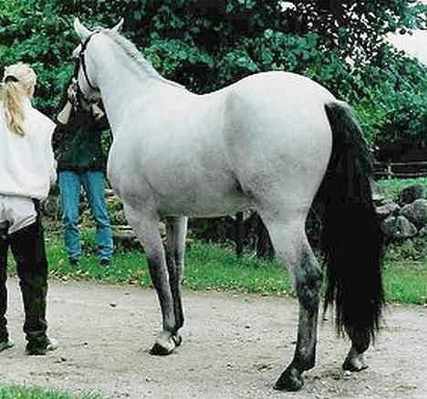 Connemara Maximillian af Ellebrud - Her er han plag og hingst!!:) billede 2