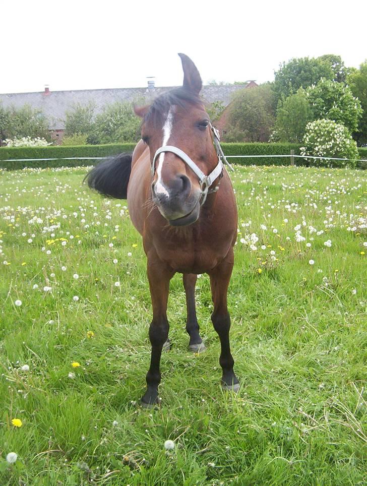 Arabisk fuldblod (OX) Ibn Sapa OX  - Sapa på sommerfold :P sommeren 2007 billede 11