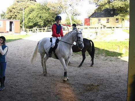 Connemara Maximillian af Ellebrud - Til stævne på FRK-S billede 4