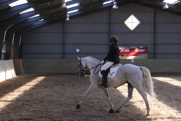 Anden særlig race Showboy - Hiiih :D miiin prins <3 billede 2