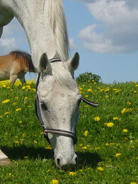 Anden særlig race Showboy - Sommergræs 06 billede 3