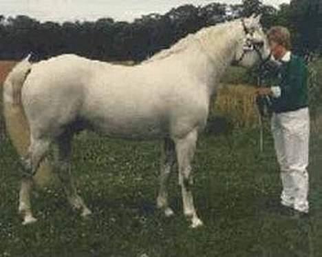 Connemara Maximillian af Ellebrud - Maxi´s far:) han er død i dag:´( billede 5