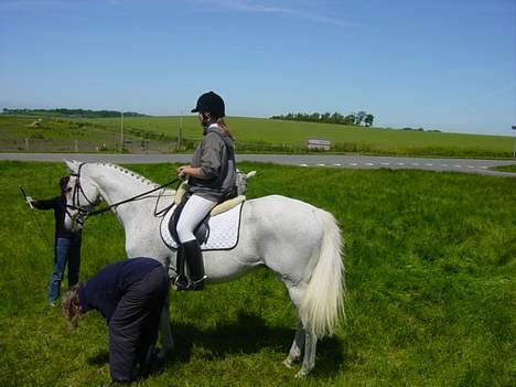 Anden særlig race Showboy - :D Stævne i skælskør billede 6