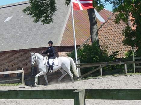 Anden særlig race Showboy - Stævne i skælskør billede 7