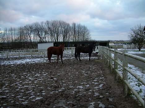 Traver Stormy - Stormy og Nain på fold ved avlsstalden som er avlsfold det meste af tiden billede 11
