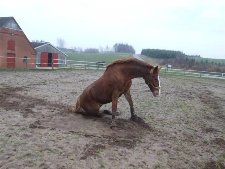 Frederiksborg Scharlif Brødholt - min stjerne! <3 - scharlif har lige rullet sig. puha, det tog lang tid at få den hest ren igen. billede 16