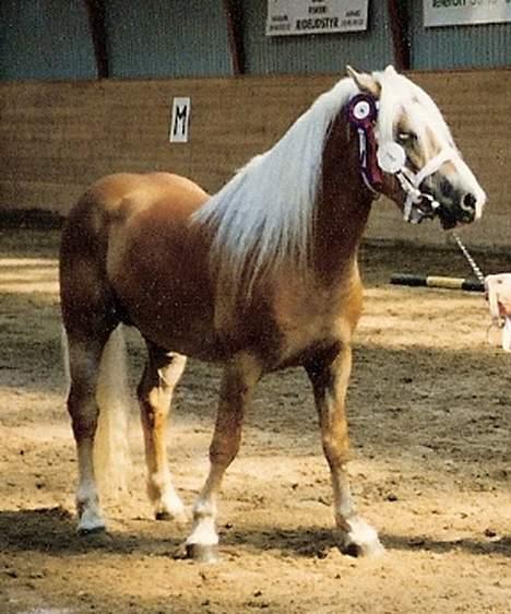 Haflinger Tuleika *R.I.P* - Far : Aikido billede 2