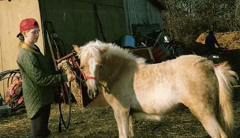 Haflinger Tuleika *R.I.P* billede 7