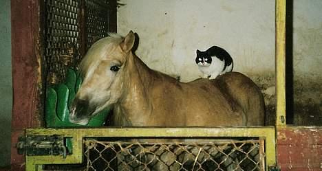 Haflinger Tuleika *R.I.P* billede 8