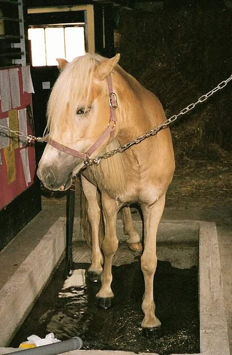Haflinger Tuleika *R.I.P* billede 11