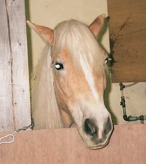 Haflinger Tuleika *R.I.P* billede 12