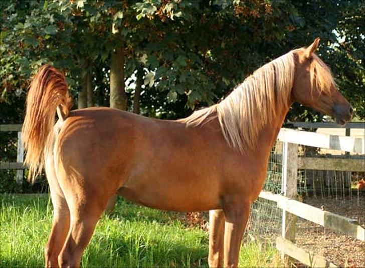 Arabisk fuldblod (OX) WML Jeenah Al Hawah - Jeenah 2009 billede 3