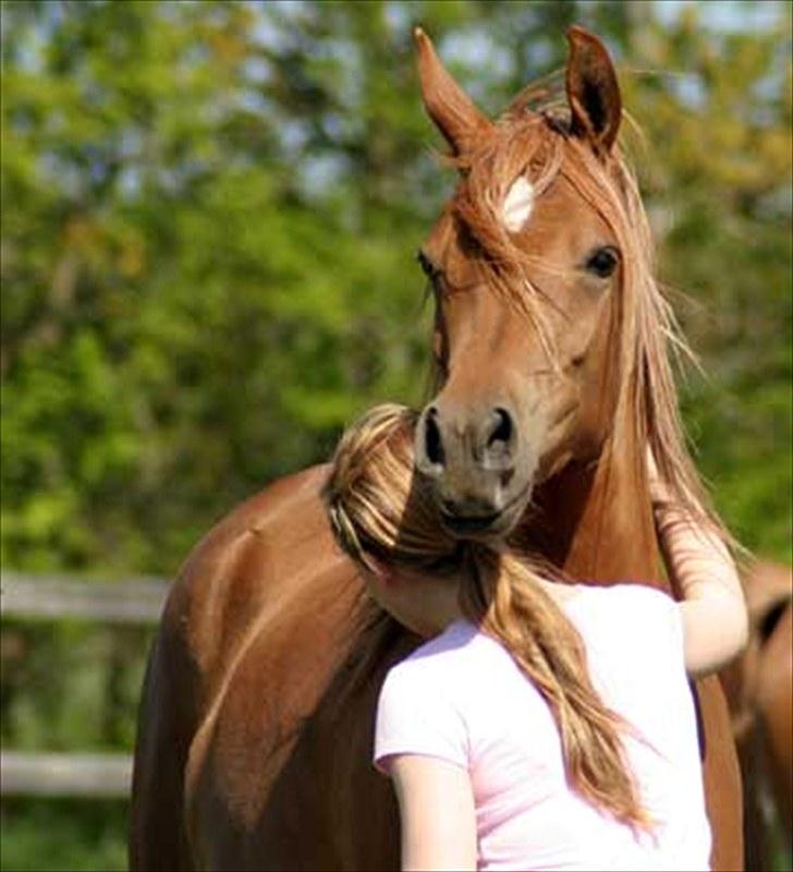 Arabisk fuldblod (OX) WML Jeenah Al Hawah - WML Jeenah Al Hawah & Melissa maj 2010 billede 5