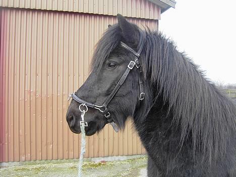 Islænder Baldur *SOLGT* billede 20