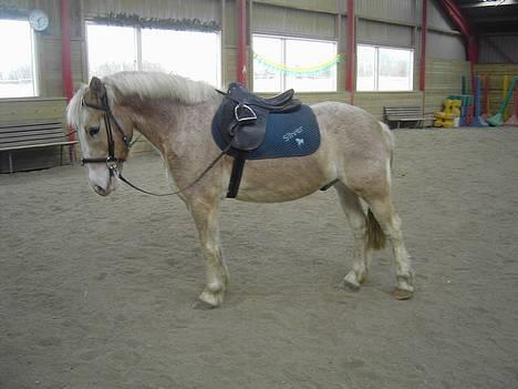 Haflinger Aalekrogens Stafet*SOLGT* billede 11