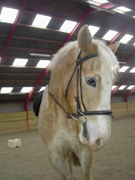 Haflinger Aalekrogens Stafet*SOLGT* billede 12