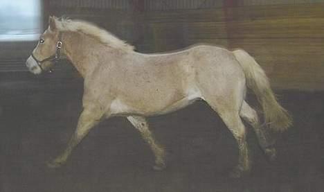 Haflinger Aalekrogens Stafet*SOLGT* billede 13