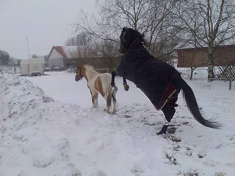 Traver Peppe Skovsgård (Død)  billede 15
