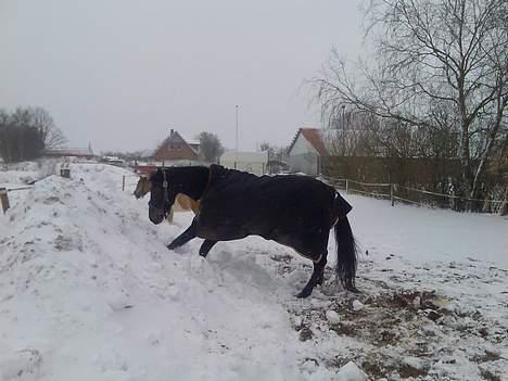 Traver Peppe Skovsgård (Død)  billede 16