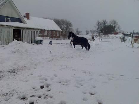 Traver Peppe Skovsgård (Død)  billede 17