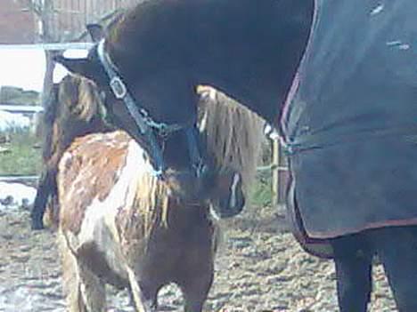 Pinto Baron (Solgt) billede 15