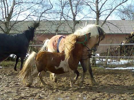 Pinto Baron (Solgt) - Har fået nogle nye venner at gå sammen med, nemlig Peppe og Cassi, han er sjov at drille billede 16