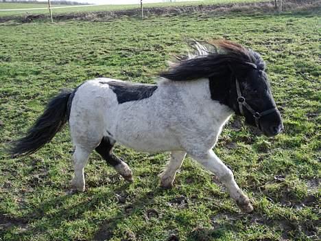 Shetlænder lukas billede 10
