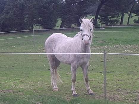 Connemara Silver - velkommen :) billede 1