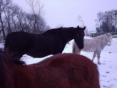 Connemara Silver - silver, peter og electra :) billede 2