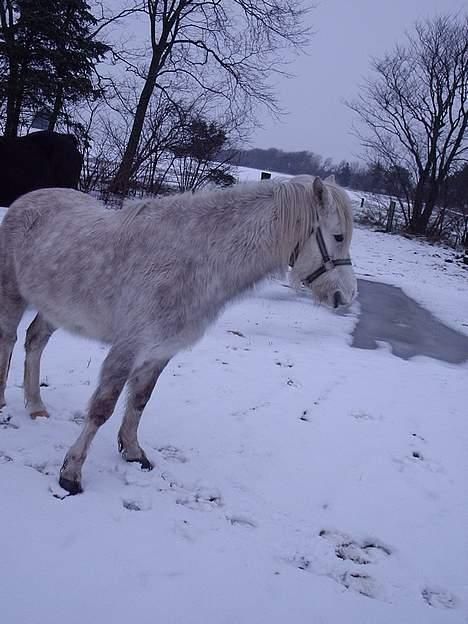Connemara Silver - ups! kameraet vendte forkert.. billede 3