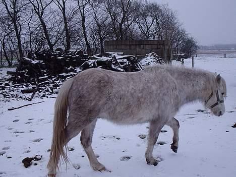 Connemara Silver - ingen mad? jeg skrider.. billede 4