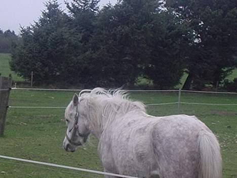 Connemara Silver - nå, jeg gider ikke fotograferes mere.. billede 6