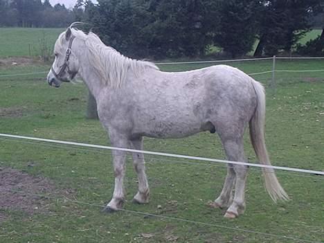 Connemara Silver - den smukke <333 billede 7