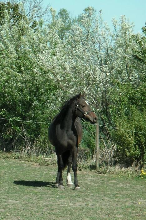 Welsh Cob (sec D) De Busies Bound for Glory - april 2007 billede 8