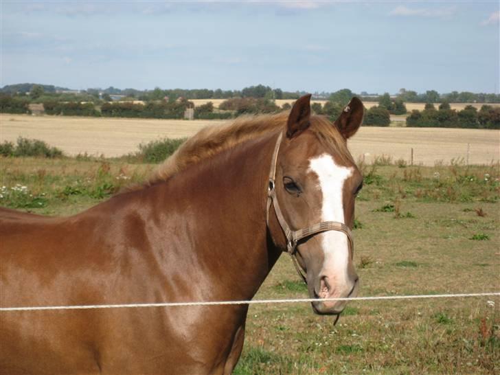 DSP format R.I.P - smukke format på fold:D billede 7