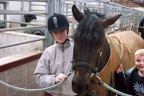 New Forest Kikkenberg's Rikki *SOLGT billede 9