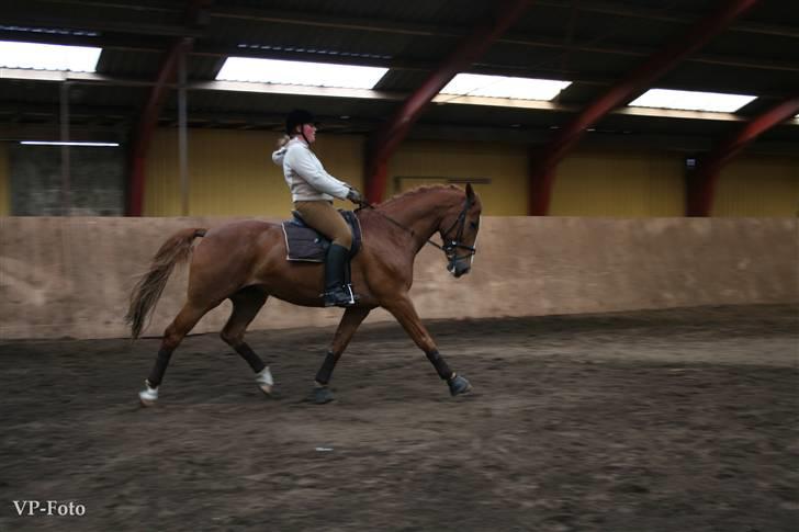 Anden særlig race Mon Ami Le Chantelle - fotodag ved Vita Pedersen billede 2