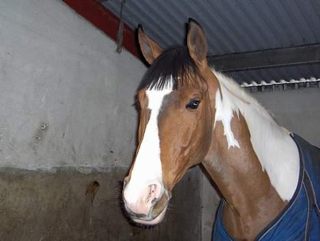 Pinto Lamborghini * SOLGT* billede 1