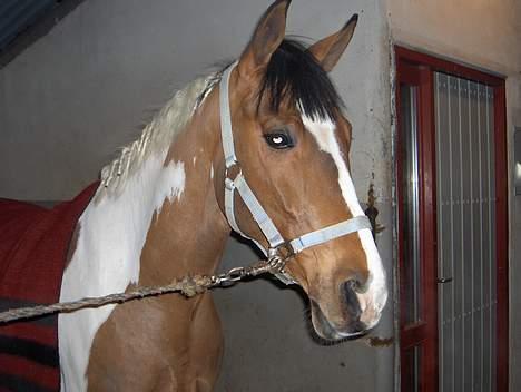 Pinto Lamborghini * SOLGT* billede 2