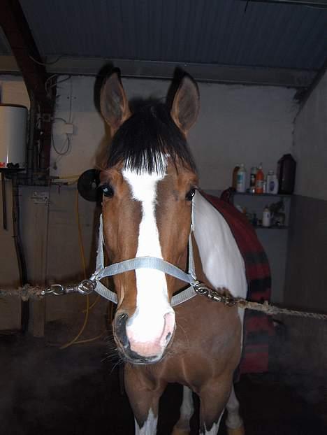 Pinto Lamborghini * SOLGT* billede 3