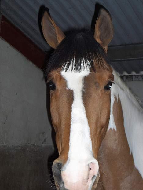 Pinto Lamborghini * SOLGT* billede 4