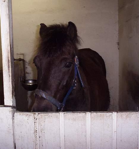 Gotlandsruss Nike  part - skal jeg ud nu  billede 7