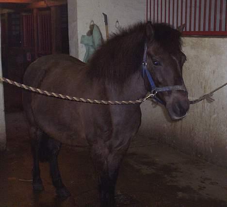 Gotlandsruss Nike  part - kom nu jeg gider ikke mer  billede 8