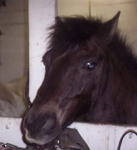 Gotlandsruss Nike  part - ja slik billede 9