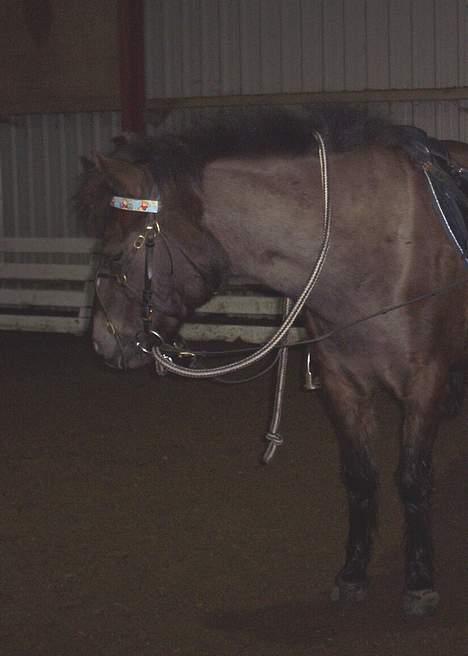 Gotlandsruss Nike  part - hvor er i blivet af  billede 10