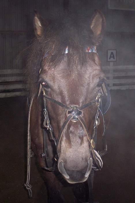 Gotlandsruss Nike  part - der var mie jo  billede 11