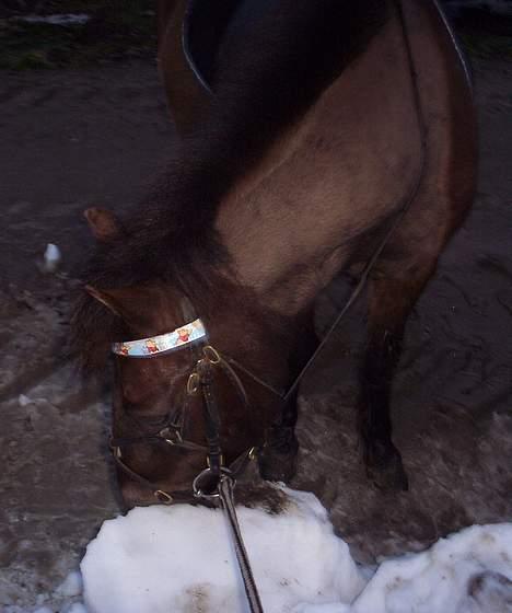 Gotlandsruss Nike  part - m... sne billede 12