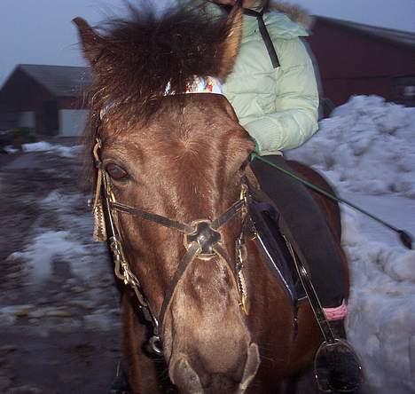 Gotlandsruss Nike  part - det er koldt billede 13