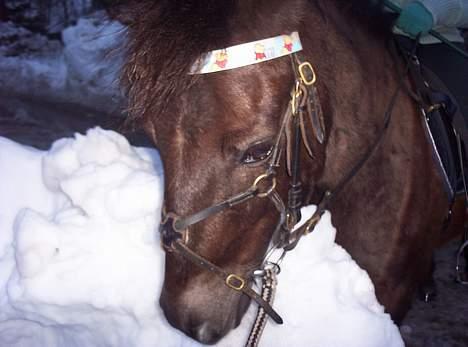 Gotlandsruss Nike  part - mer sne billede 14